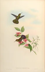 Metallura primolina
